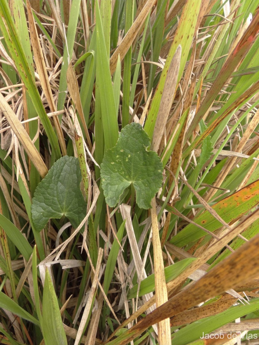 Ranunculus sagittifolius Hook.